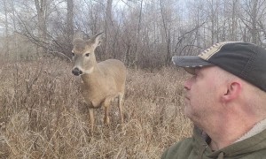 White-tailed Deer Loves Shakespeare