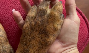 Dog Returns Hand Holding Squeeze