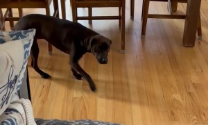 Stolen Muffins Stashed Around House