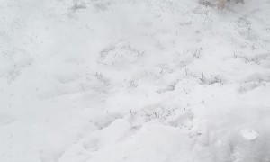 Heeler Bites At Blowing Snow