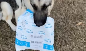 Package Delivered To Resident German Shepherd