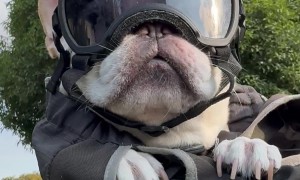 French Bulldog Rides In Cyclist's Backpack