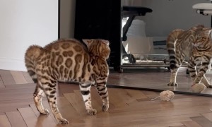 Cat Paralyzed Upon Seeing His Reflection