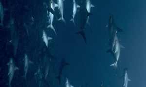 Hammerhead Shark Formation
