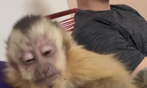 Sleepy Monkey Nods Off on Mom