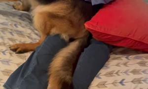 Dog Reunites With One Of His Favorite People