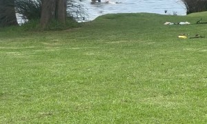 Dog Barks At Lakeside Kangaroo