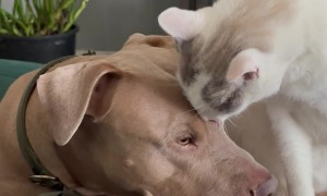 Elder Cat Takes a Liking to Younger Dog
