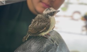 Handsome Birdy Gets A Haircut