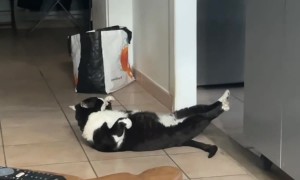 Cat Tries Sit-ups To Get In Shape