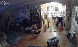 Orange Cat Attempts Kitty Gate Jump