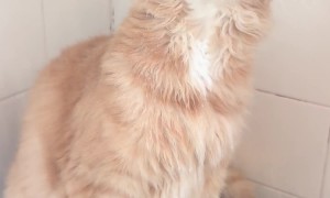 Thirsty Kitty Gets a Drink From the Shower