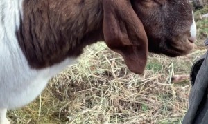 Affectionate Goat Is a Big Softie