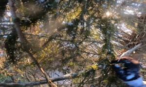 Parachutist Lands in Snowy Tree