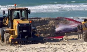 Massive fin whale was found dead at the Pacific Beach in San Diego