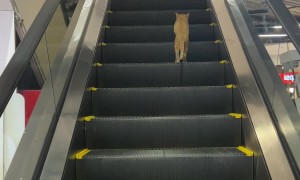 Cat Walks Wrong Way Up Escalator