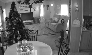 Cats Caught Red Handed in Christmas Tree