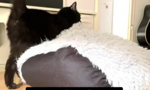 Cat hilariously rearranges the furniture in the house 