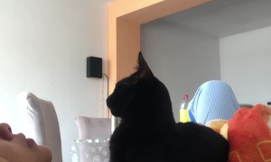 Cat Comforts Crying Owner