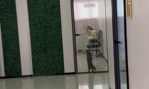 Cute Kitty Wants Out