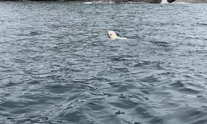 Boaters Come Across Swimming Polar Bear