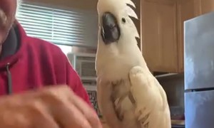 Cockatoo Critiques Cribbage Game