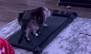 Cat Tries Treadmill