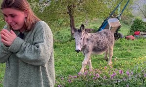 Playing Green Light Red Light With a Donkey