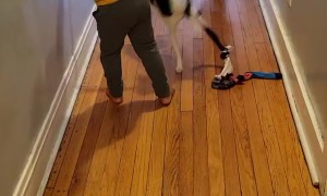 Kids Play Tug With Feisty Pup