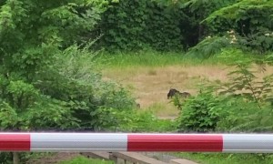 Black Bear Family Play In Gatlinburg Field