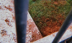 Dogs Make A Mess Of The Yard