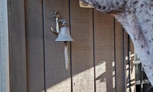 Horse Finds The Squirrel Feeder