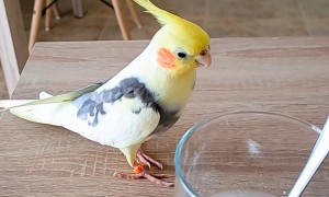 Bird Imitates Sounds Of Stirring Spoon