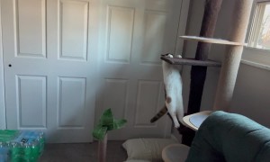 Blind Cat Maneuvers Down Climbing Post