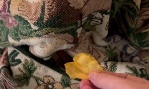 Sleeping Pup Has Snack Priorities