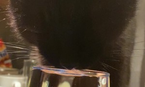 Black Cat Has a Funny Way of Drinking Water