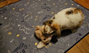 Holland Lop Kicks Electronic Bunny