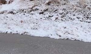 Dog Grazes With The Deer