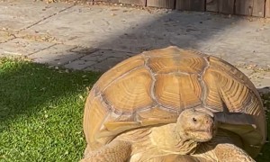 Smart Tortoise Reads Sign