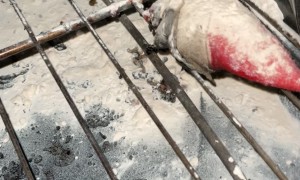 Elf On The Shelf Sentenced To The Oven