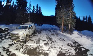 Two Mama Moose Clash In Driveway