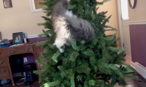 Grey Squirrel Cat Climbs Artificial Tree