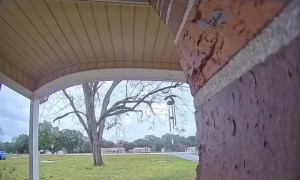 Dog Boops Neighbor's Doorbell