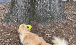 Timid Golden Rescues Frisbee From Witch's Clutches