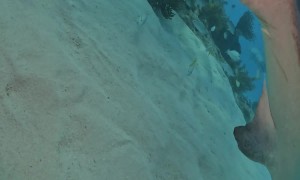 Diver Visits His Tiger shark Friend
