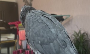 African Grey Imitates Cough