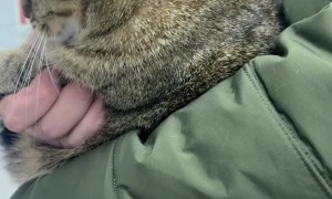 Removing a Hair Tie Stuck in a Cat's Mouth