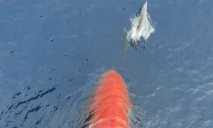 Dolphins Swim in Front of Ship's Bow