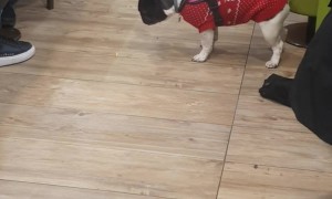 The Tragedy Of A Dog's Temptation