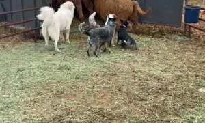 Working Dogs Load Cattle Onto Trailer
